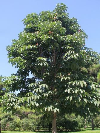 (學名:aesculus chinensis bunge)是無患子科七葉樹屬的落葉喬木,高達