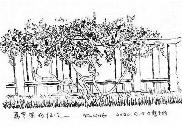肖复兴藤萝架下有我一年四季的记忆