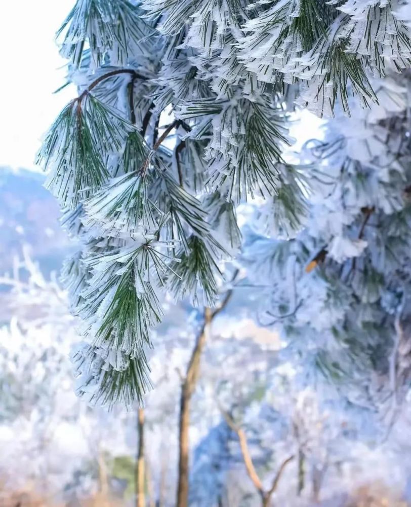 这周宁波就要下雪了 该去哪里看雪呢 腾讯新闻