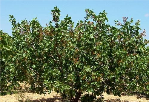 开心果大家都爱吃,你知道开心果树是什么样的吗?