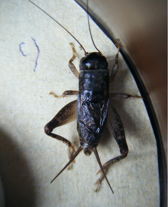 蚰子是喜食豆叶的昆虫,大面积的种植大豆给蚰子创造了优越的生存环境.