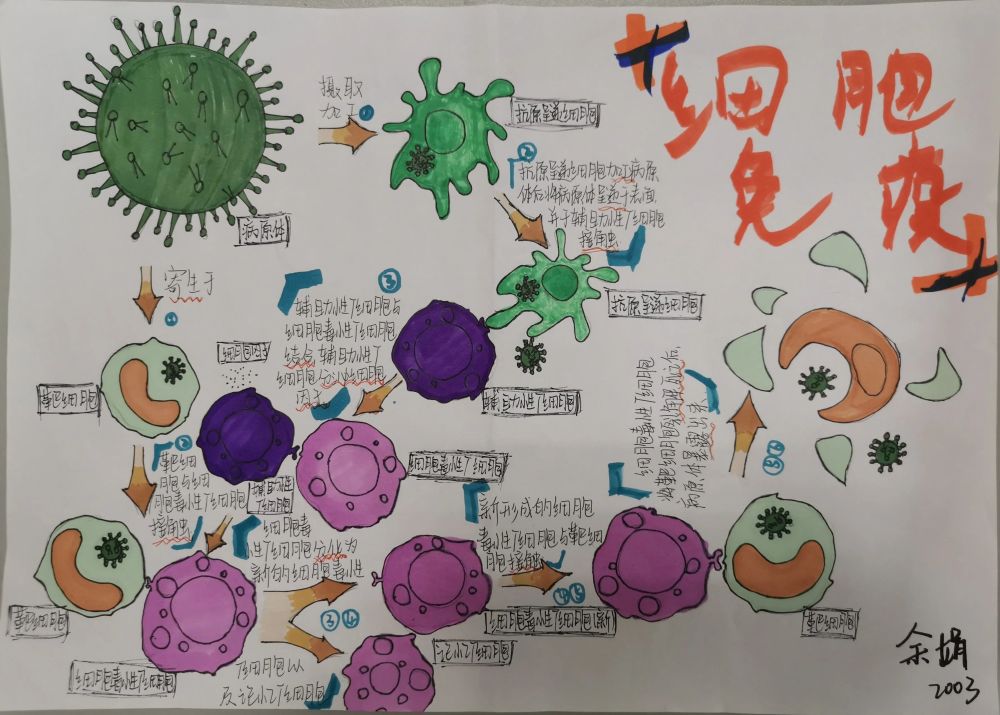 有顏又有內涵這樣的生物手抄報你愛了嗎