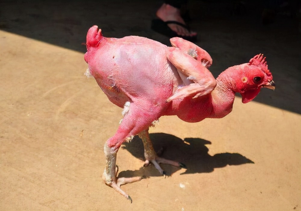 以色列科学家培育出不长羽毛的鸡产蛋能力提升20长肉速度飞快