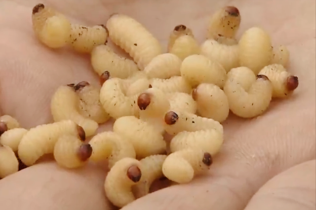 茶果虫茶果虫长得白白胖胖,它是依附在油茶果的果壳中的隔层中生长的