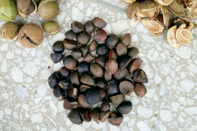 我国有一种"满门忠烈"的野果,果实拿来榨油,得了病的叶子反而是水果