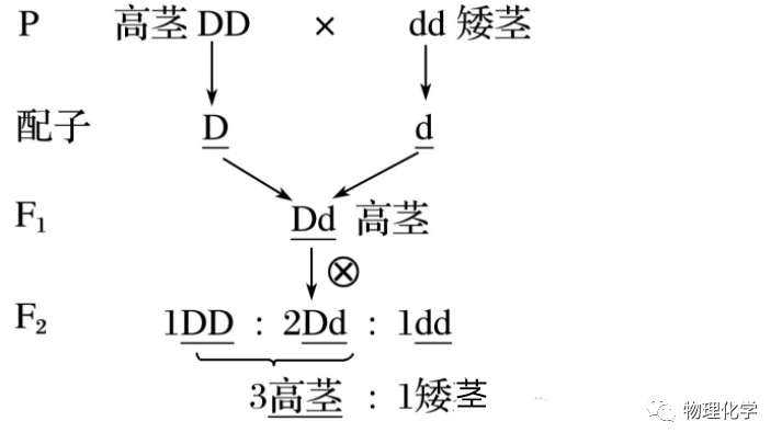 高中生物孟德尔的豌豆杂交实验一微课精讲知识点课件教案习题