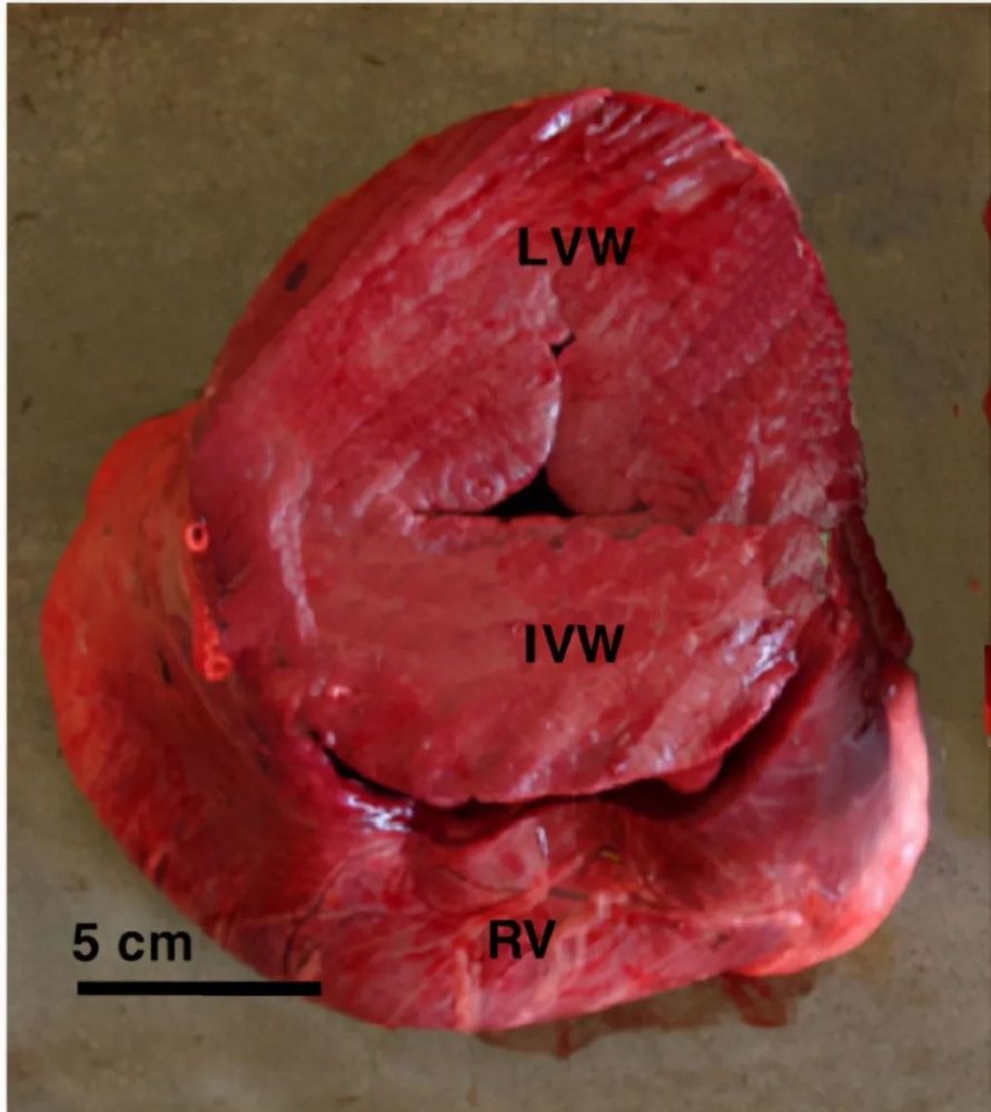 强悍的长颈鹿心脏因为在