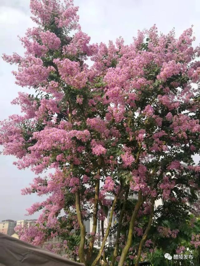 佛山花现随园图片