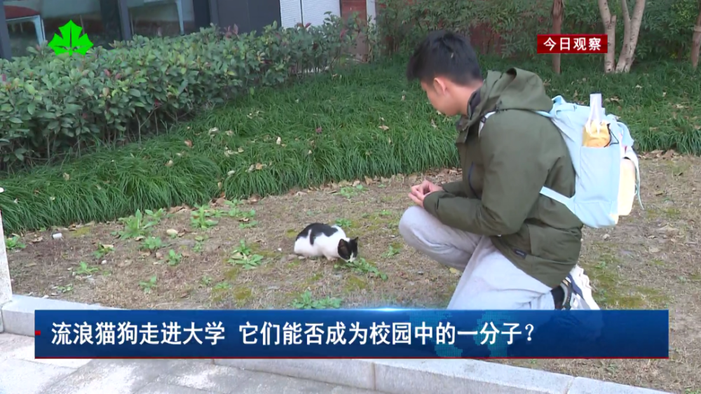 校园流浪猫狗图片