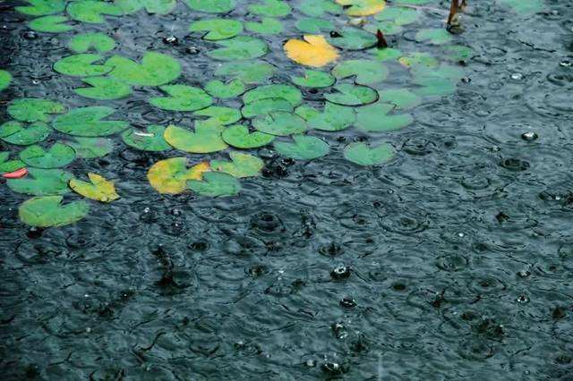 舞石旋應將乳子,行雲莫自溼仙衣——杜甫的《雨不絕》是律詩嗎?