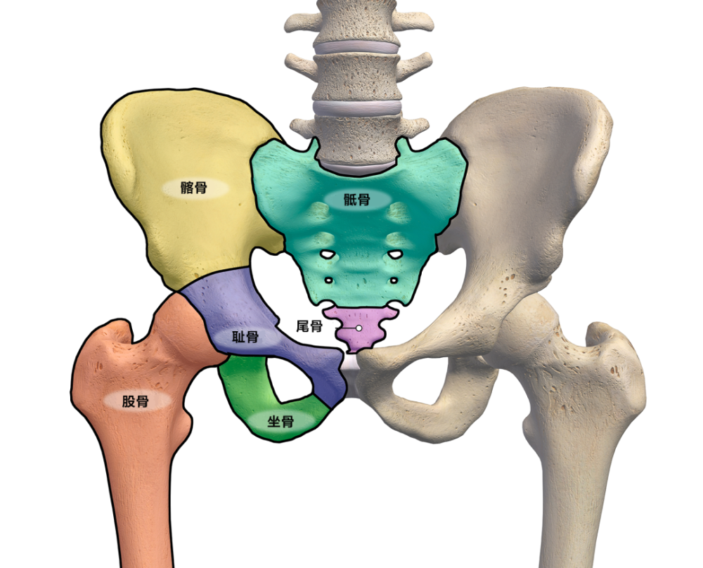 这里说的骨盆,是一组骨骼构造,卡住我们裤腰带的两侧高高隆起,就属于