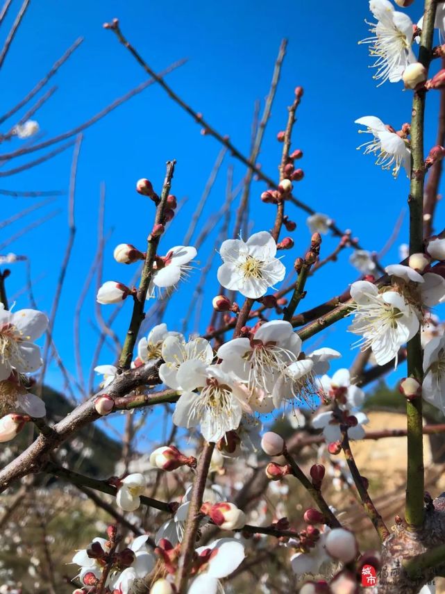 揭西梅花图片