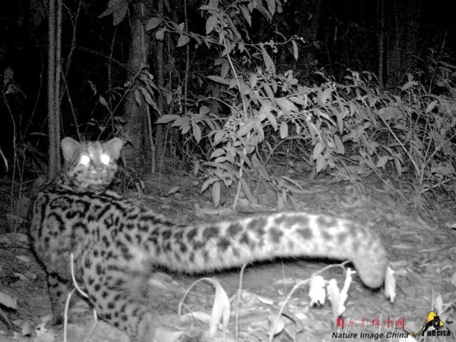 豹猫云猫金猫荒漠猫丛林猫，它们为何“升级”？_腾讯新闻