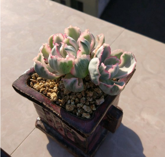 环境太过于闷热,很难把多肉养出好的状态,养伯克利锦也是一样
