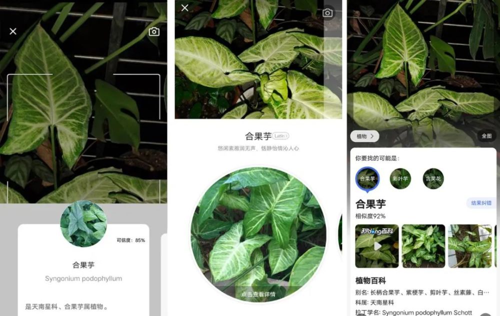 教你识别植物花卉的软件