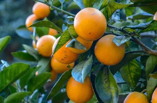 广州十大特产萝岗甜橙上榜第十是广州传统名点