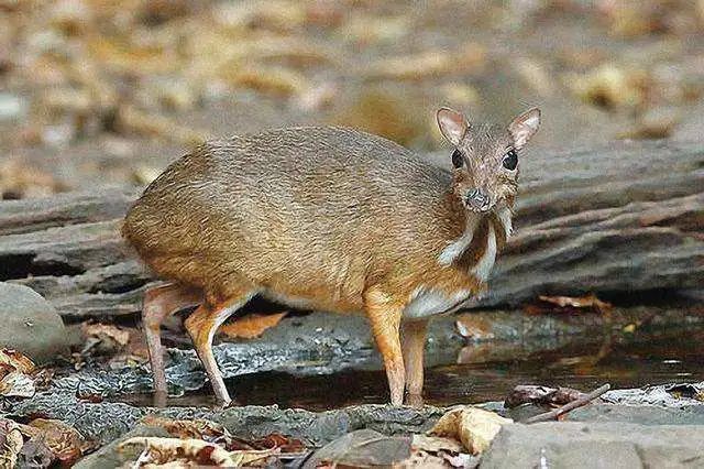 奇怪的知识又要增加了:袖珍偶蹄类—威氏鼷鹿