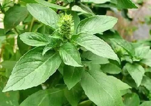 金不换的功效与作用金不换的食用方法