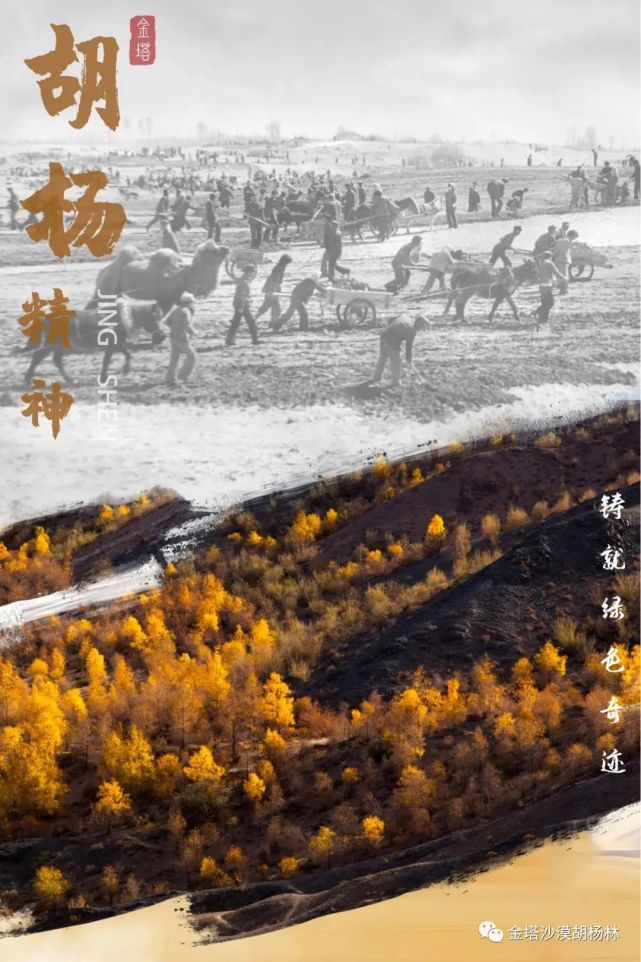 【微海报】传承胡杨精神 誓让戈壁变绿