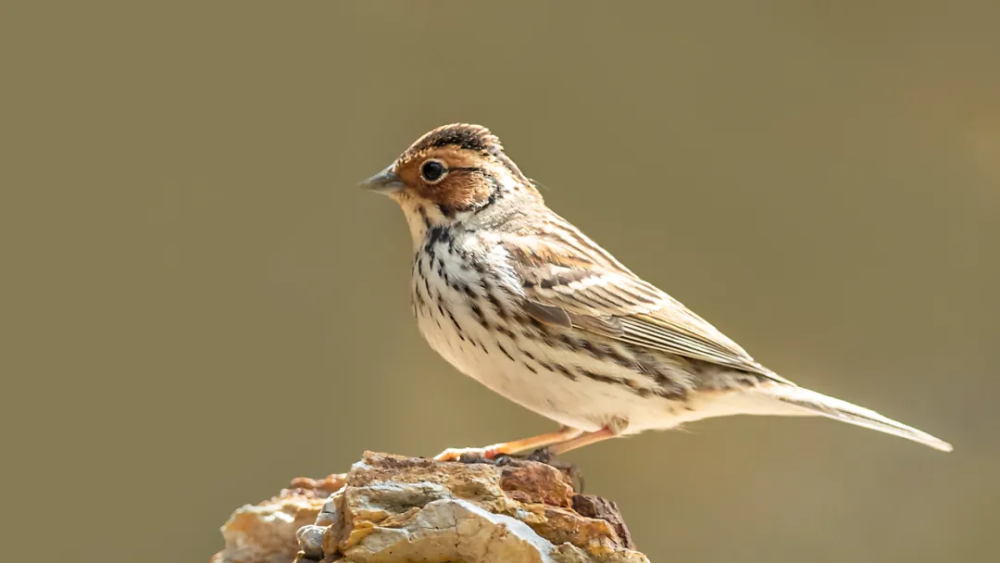 "山西鸟类图鉴"|小鹀(wú)_腾讯新闻
