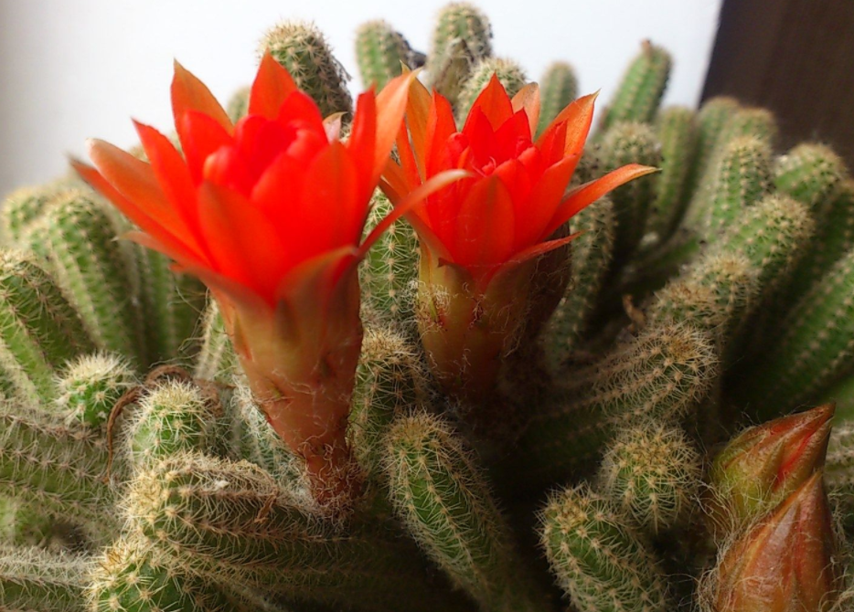 仙人指养好几年了还不开花是不是这几点没做好