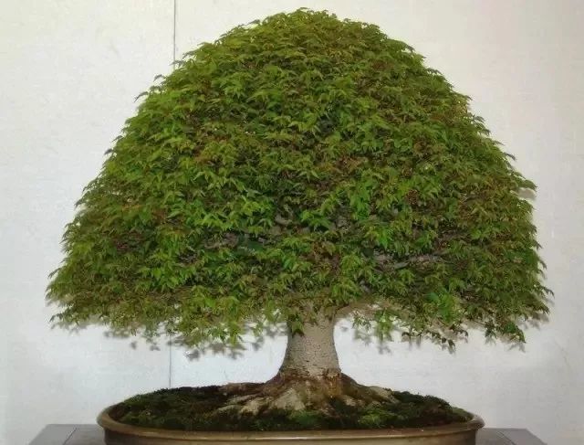 榉树 高:78cm 作者:梁悦美国内榉树(别名血榉,金丝榔,沙榔树,毛脉榉等