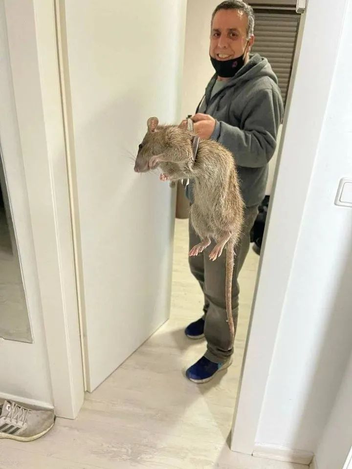 英国老鼠比猫大仅仅因为吃得太饱