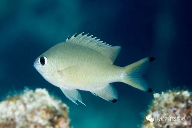 【rlyl物种说】今日-细鳞光鳃雀鲷(scaly chromis)