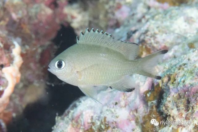 【rlyl物种说】今日-细鳞光鳃雀鲷(scaly chromis)