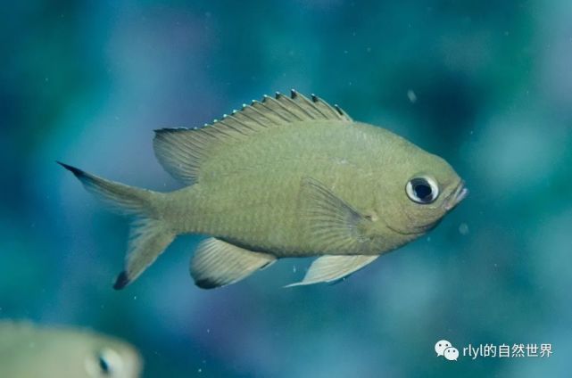 【rlyl物种说】今日-细鳞光鳃雀鲷(scaly chromis)