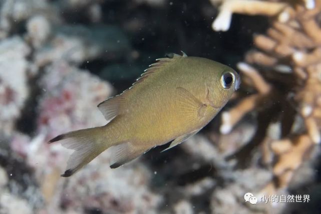 【rlyl物种说】今日-细鳞光鳃雀鲷(scaly chromis)