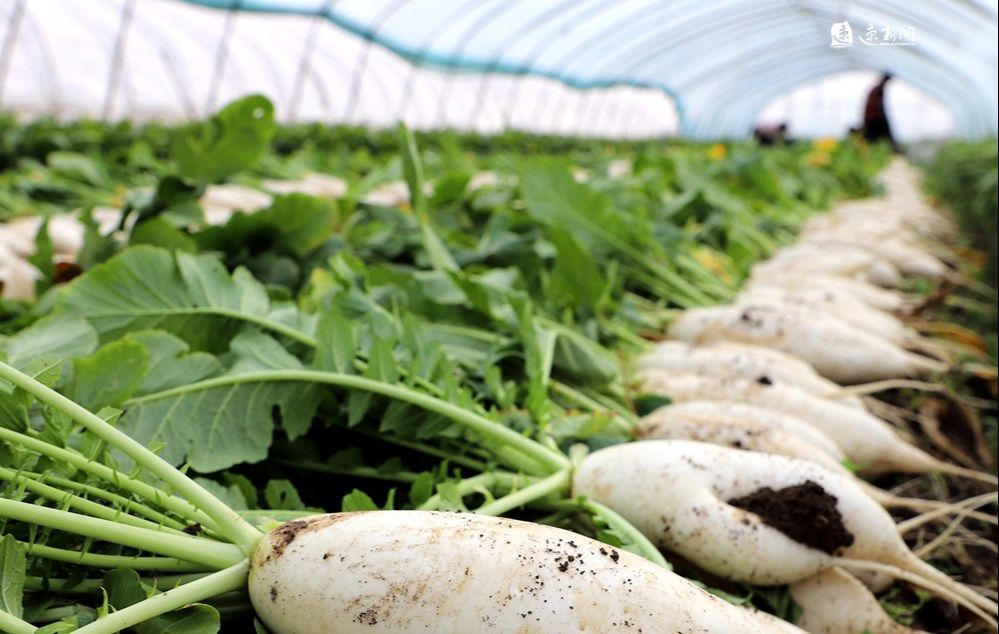 村民在大棚里采收白萝卜,清洗干净装车,准备销往淮安,宿迁等地农贸