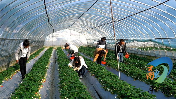 平塘:又是一年采摘季 莫负"莓"好时光|草莓|平塘县|毛其毫|草莓基地