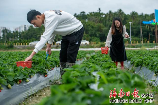 琼海田园草莓香游客采摘欢