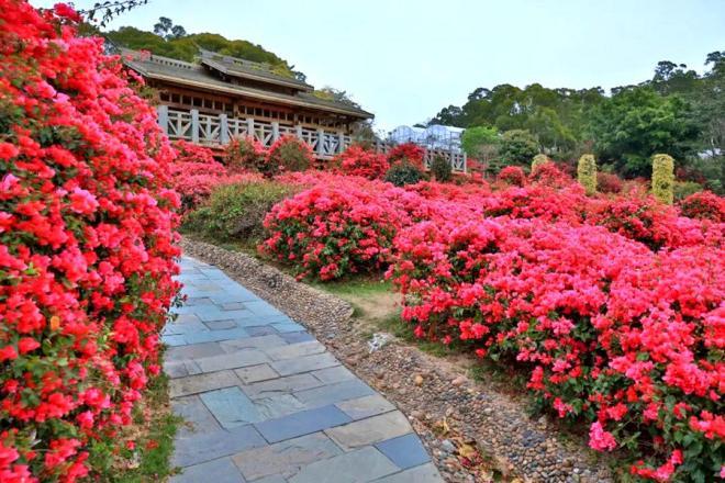 廈門市內種植的三角梅.