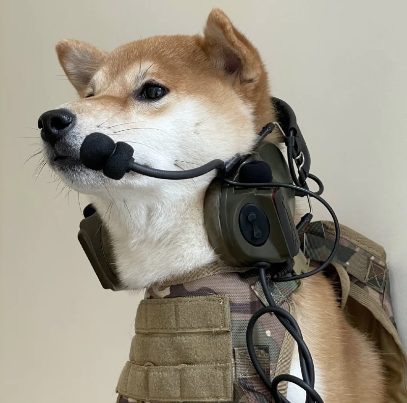 可爱萌宠柴犬系列头像