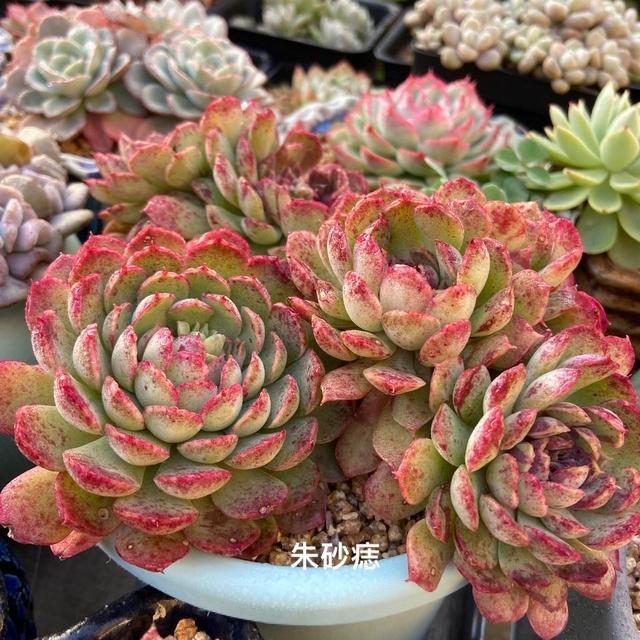 极致状态的朱砂痣真的只有开挂区能养出来,包邮区的花友不能强求