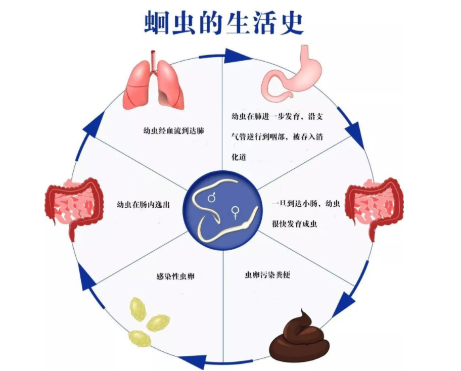 几十年前几乎人人肚子里都有的蛔虫为何现在没有人听说过了