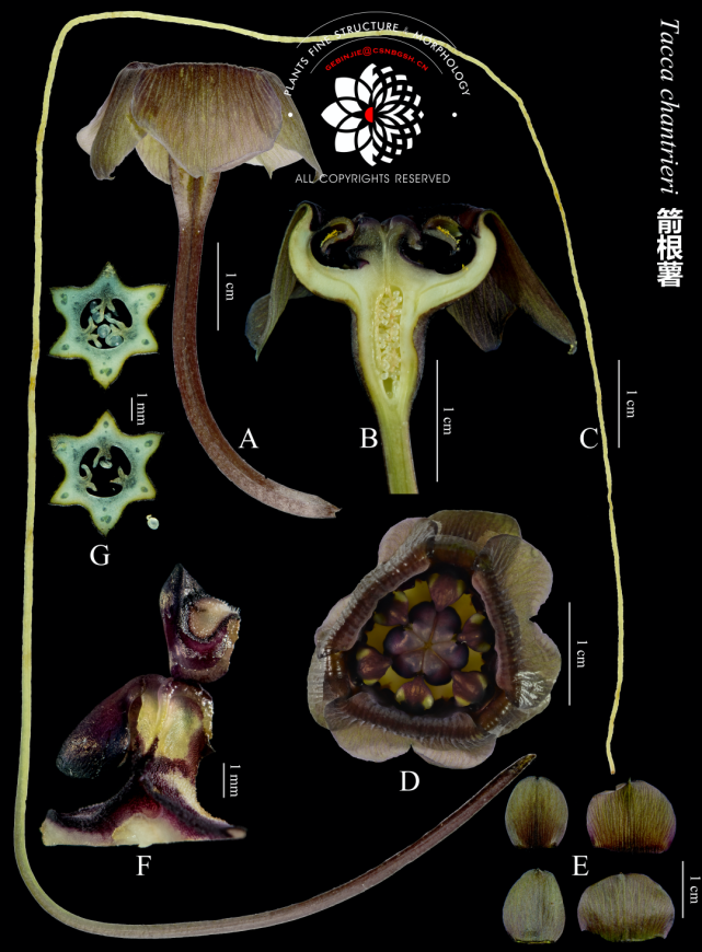 tacca chantrieri箭根薯黑e2.子房橫切,6室,中軸胎座e1.子房縱切d.