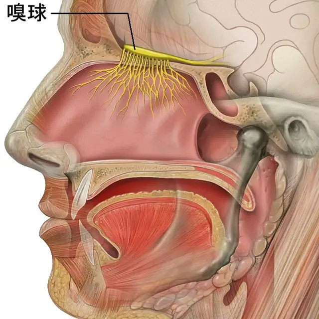 3秒!人体最快的预警系统是嗅觉|奇点科学_腾讯新闻