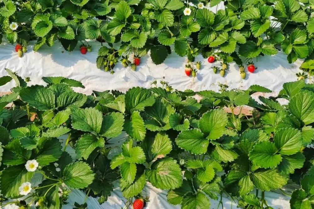 直击蔚然花海皇家大马戏现场马戏草莓采摘攻略在手这个周末出游不愁
