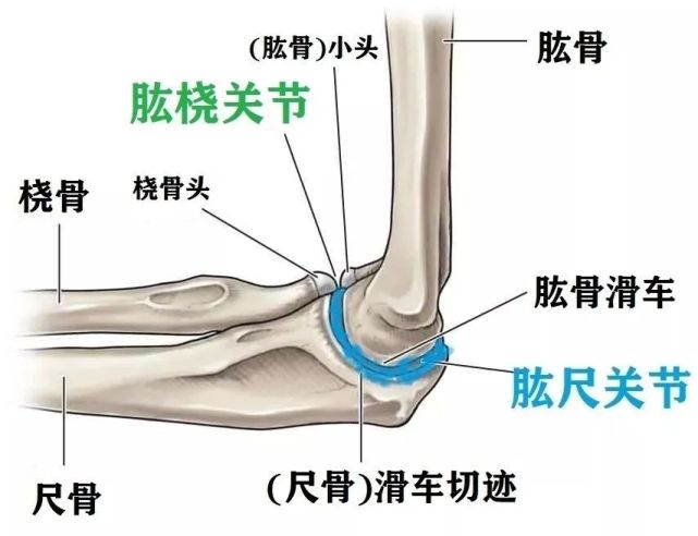 ▼1 肱尺关节(humeroulnar joint:由肱骨滑车和尺骨滑车切迹构成