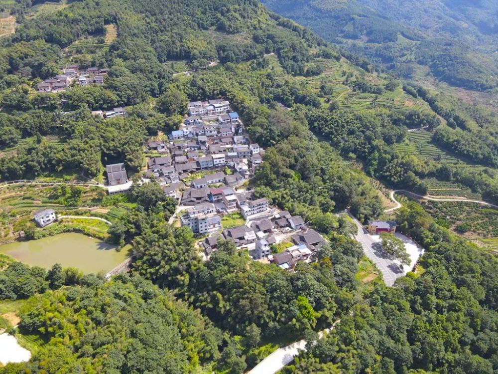 连城县姑田镇上余村福建柏古树群上榜首批福建最美古树群遴选结果揭晓