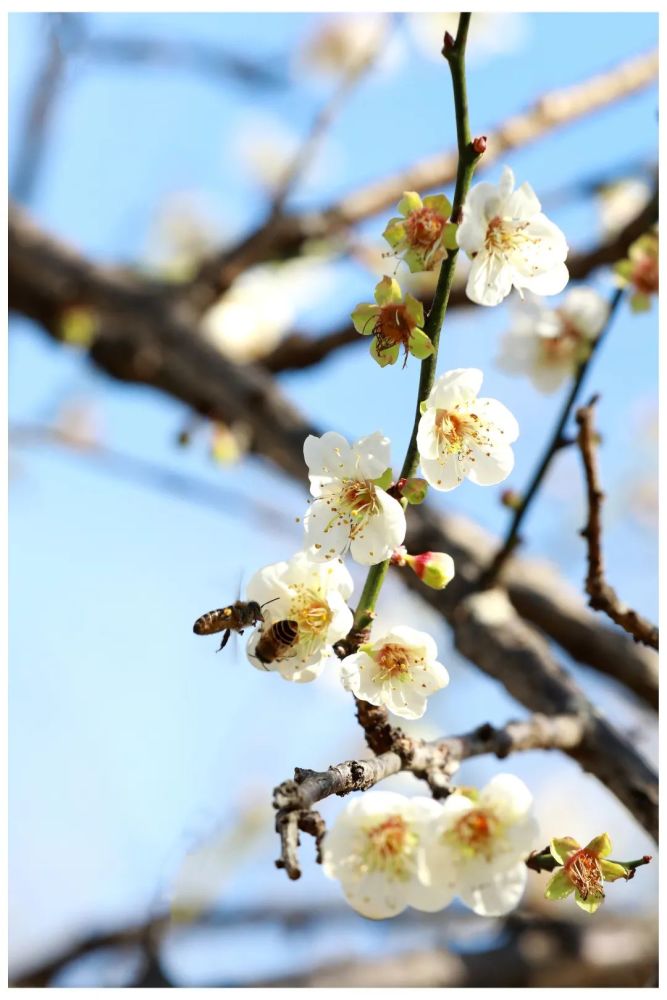 梅花已进入初花期但盛花期还没到小编温馨提示盛花期:预计2021年12月