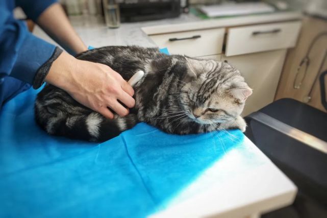 随笔18:给安可猫看病的一些学习和思考