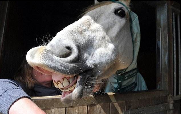 骑手必读,马这三种声音所表达的情绪