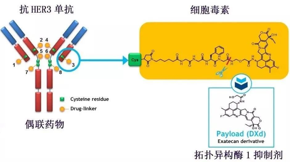 【重磅】奥希替尼耐药后新方案HER3-DXd获美FDA授予突破性疗法认定！_腾讯新闻