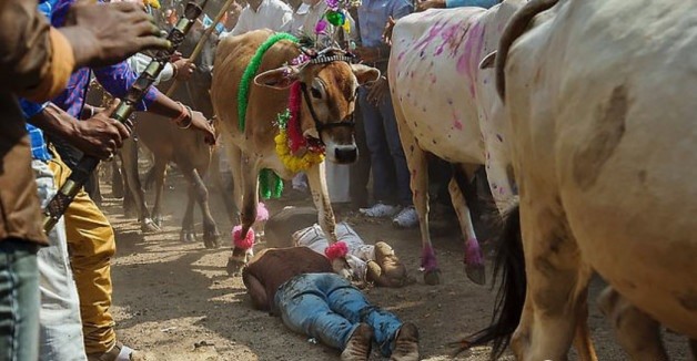 人和动物结婚被牛踩喝牛尿这些都是印度奇葩的风俗