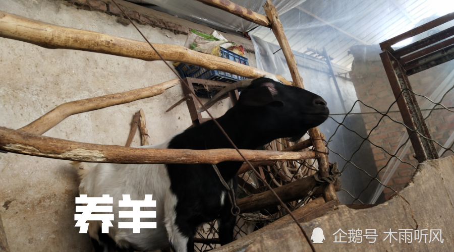 適量地飼餵南瓜,能減少瘤胃積食,促進胃腸道蠕動,對於羊容易發生的