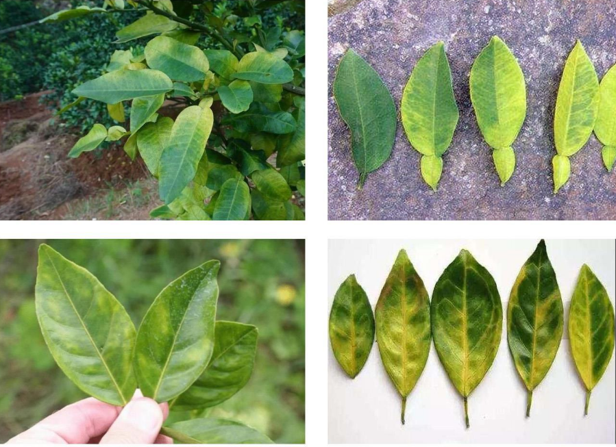 全面防控柑橘黄龙病柑橘冬季清园清什么扑杀木虱阻断黄龙病传播